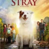 The Stray