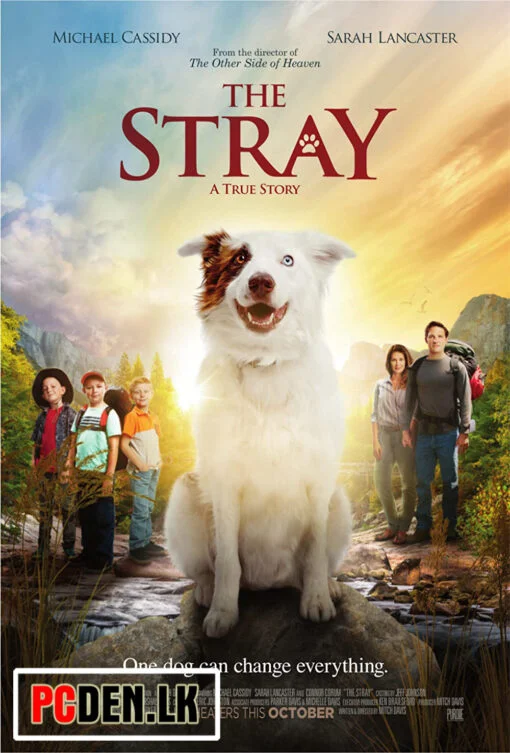 The Stray